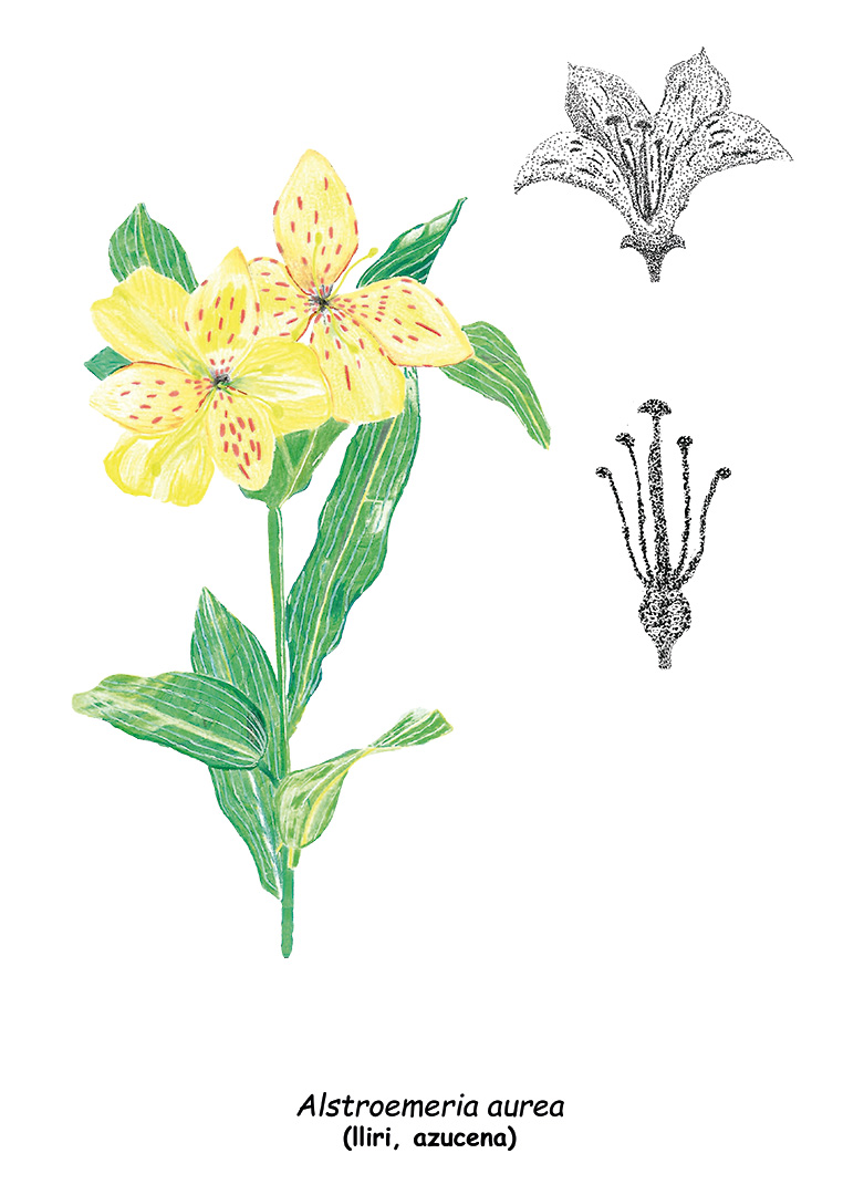 IL·LUSTRACIÓ CIENTÍFICA_FLOR